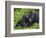 Baby Gorilla Kisses Silverback Male-Paul Souders-Framed Photographic Print