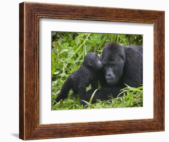 Baby Gorilla Kisses Silverback Male-Paul Souders-Framed Photographic Print