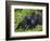 Baby Gorilla Kisses Silverback Male-Paul Souders-Framed Photographic Print