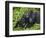 Baby Gorilla Kisses Silverback Male-Paul Souders-Framed Photographic Print