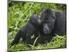 Baby Gorilla Kisses Silverback Male-Paul Souders-Mounted Photographic Print