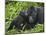 Baby Gorilla Kisses Silverback Male-Paul Souders-Mounted Photographic Print