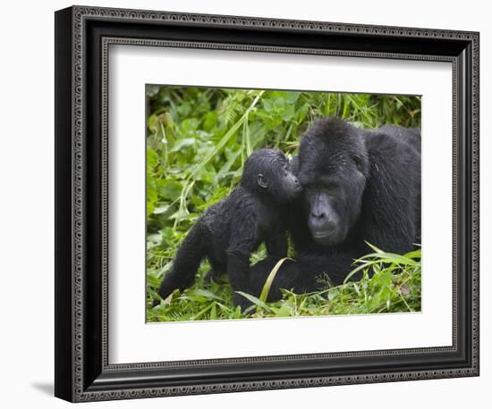 Baby Gorilla Kisses Silverback Male-Paul Souders-Framed Photographic Print