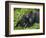 Baby Gorilla Kisses Silverback Male-Paul Souders-Framed Photographic Print