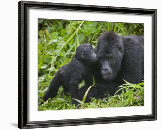 Baby Gorilla Kisses Silverback Male-Paul Souders-Framed Photographic Print