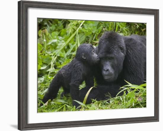 Baby Gorilla Kisses Silverback Male-Paul Souders-Framed Photographic Print