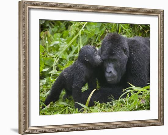 Baby Gorilla Kisses Silverback Male-Paul Souders-Framed Photographic Print