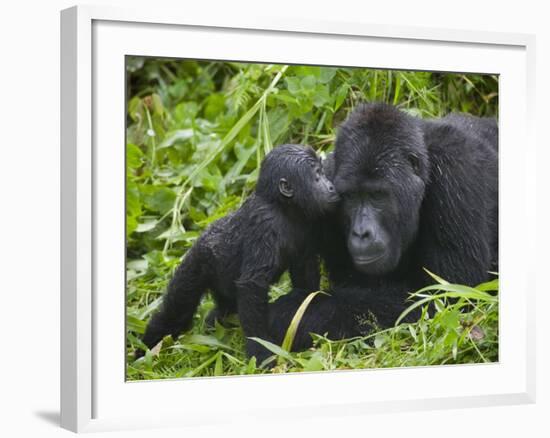 Baby Gorilla Kisses Silverback Male-Paul Souders-Framed Photographic Print