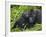 Baby Gorilla Kisses Silverback Male-Paul Souders-Framed Photographic Print