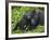 Baby Gorilla Kisses Silverback Male-Paul Souders-Framed Photographic Print