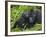 Baby Gorilla Kisses Silverback Male-Paul Souders-Framed Photographic Print