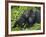 Baby Gorilla Kisses Silverback Male-Paul Souders-Framed Photographic Print