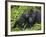 Baby Gorilla Kisses Silverback Male-Paul Souders-Framed Photographic Print