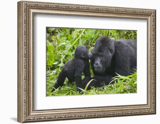 Baby Gorilla Kisses Silverback Male-null-Framed Photographic Print