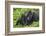 Baby Gorilla Kisses Silverback Male-null-Framed Photographic Print