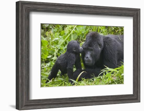 Baby Gorilla Kisses Silverback Male-null-Framed Photographic Print