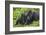 Baby Gorilla Kisses Silverback Male-null-Framed Photographic Print