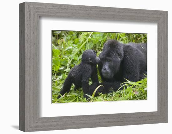 Baby Gorilla Kisses Silverback Male-null-Framed Photographic Print