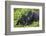 Baby Gorilla Kisses Silverback Male-null-Framed Photographic Print