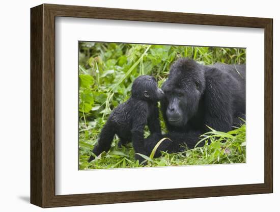 Baby Gorilla Kisses Silverback Male-null-Framed Photographic Print