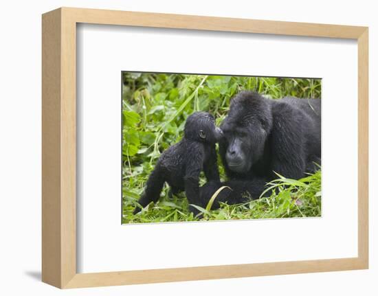 Baby Gorilla Kisses Silverback Male-null-Framed Photographic Print