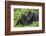 Baby Gorilla Kisses Silverback Male-null-Framed Photographic Print