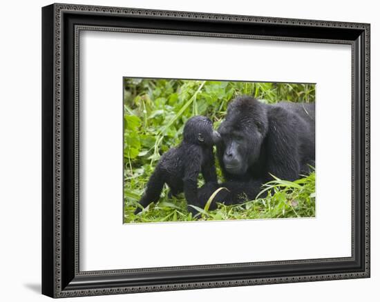 Baby Gorilla Kisses Silverback Male-null-Framed Photographic Print