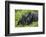 Baby Gorilla Kisses Silverback Male-null-Framed Photographic Print