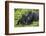Baby Gorilla Kisses Silverback Male-null-Framed Photographic Print