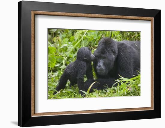 Baby Gorilla Kisses Silverback Male-null-Framed Photographic Print