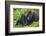 Baby Gorilla Kisses Silverback Male-null-Framed Photographic Print