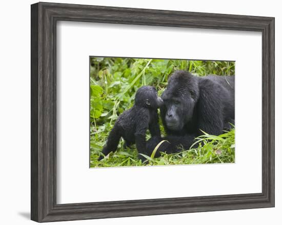 Baby Gorilla Kisses Silverback Male-null-Framed Photographic Print