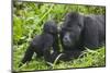 Baby Gorilla Kisses Silverback Male-null-Mounted Photographic Print