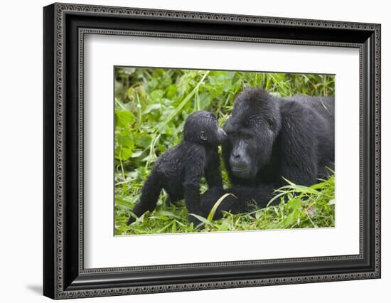 Baby Gorilla Kisses Silverback Male-null-Framed Photographic Print