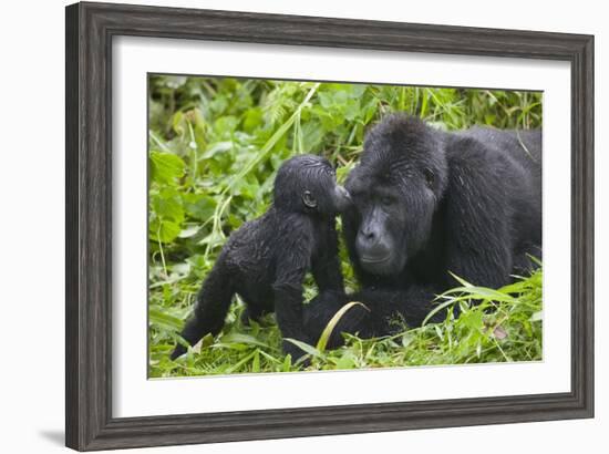 Baby Gorilla Kisses Silverback Male-null-Framed Photographic Print