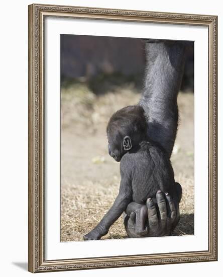 Baby Gorilla Sitting on Mother's Hand-null-Framed Photographic Print
