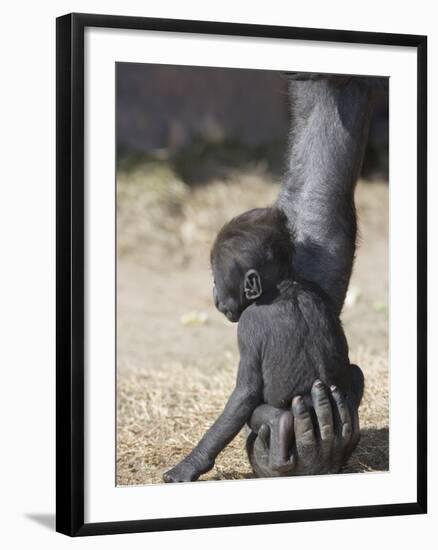 Baby Gorilla Sitting on Mother's Hand-null-Framed Photographic Print