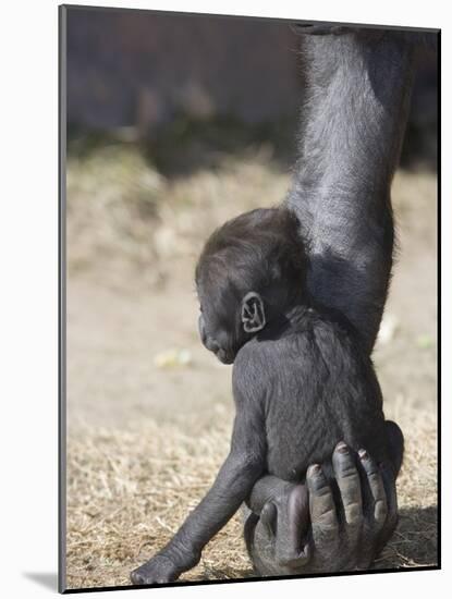Baby Gorilla Sitting on Mother's Hand-null-Mounted Photographic Print