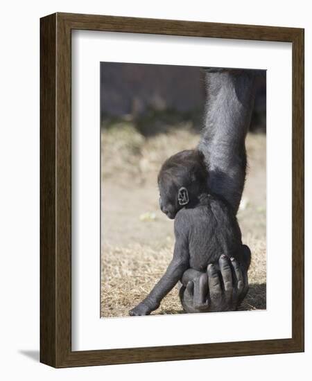 Baby Gorilla Sitting on Mother's Hand-null-Framed Photographic Print