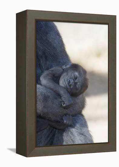 Baby Gorilla Sleeping in Mother's Arms-DLILLC-Framed Premier Image Canvas