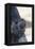 Baby Gorilla Sleeping in Mother's Arms-DLILLC-Framed Premier Image Canvas