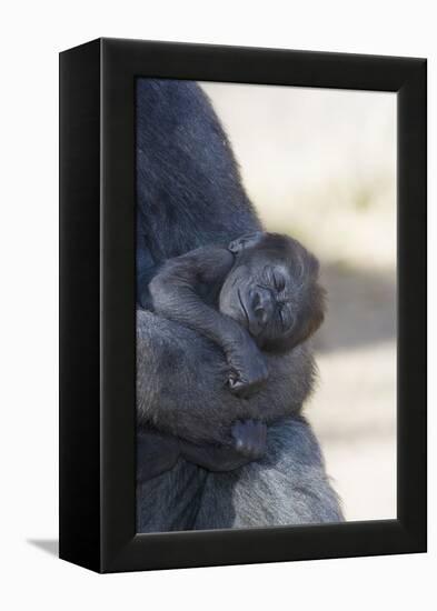 Baby Gorilla Sleeping in Mother's Arms-DLILLC-Framed Premier Image Canvas