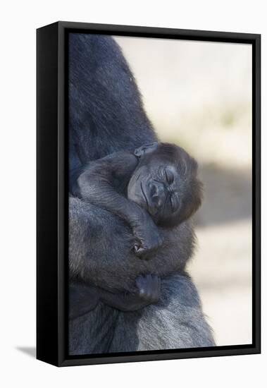 Baby Gorilla Sleeping in Mother's Arms-DLILLC-Framed Premier Image Canvas