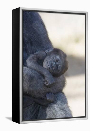 Baby Gorilla Sleeping in Mother's Arms-DLILLC-Framed Premier Image Canvas