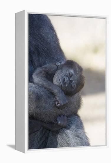 Baby Gorilla Sleeping in Mother's Arms-DLILLC-Framed Premier Image Canvas