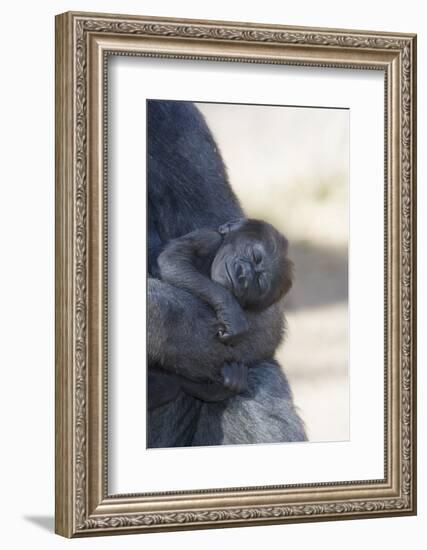 Baby Gorilla Sleeping in Mother's Arms-DLILLC-Framed Photographic Print