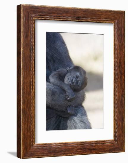 Baby Gorilla Sleeping in Mother's Arms-DLILLC-Framed Photographic Print