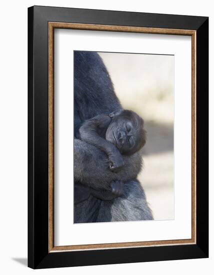 Baby Gorilla Sleeping in Mother's Arms-DLILLC-Framed Photographic Print