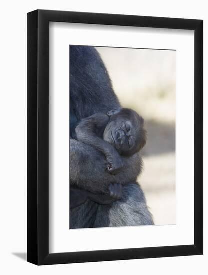 Baby Gorilla Sleeping in Mother's Arms-DLILLC-Framed Photographic Print