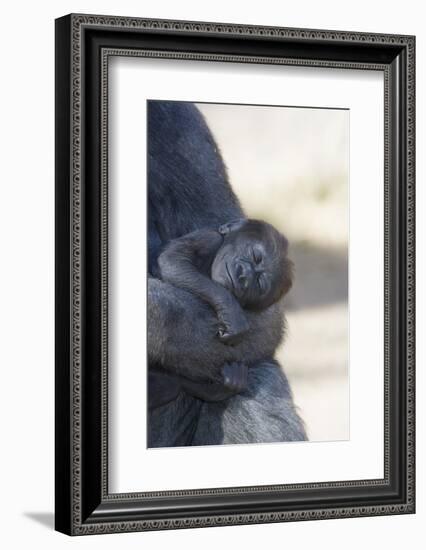 Baby Gorilla Sleeping in Mother's Arms-DLILLC-Framed Photographic Print